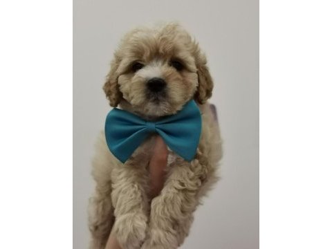 Maltipoo adrese teslim, kapıda ödeme yapabilirsiniz