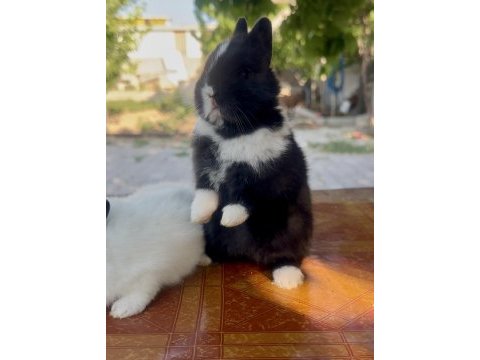 Cüce tavşan (netherland dwarf)