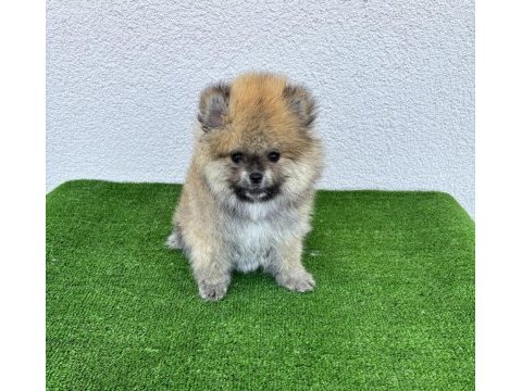 Pomeranian boo köpekleri