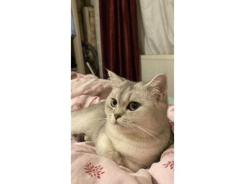 Dişi 5 yaş british kedisi