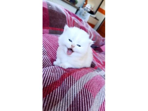 British longhair 60 günlük