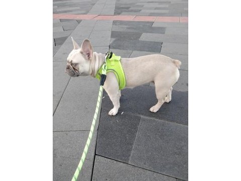 İsabella carrier french bulldog kızımıza sıcak yuva arıyoruz