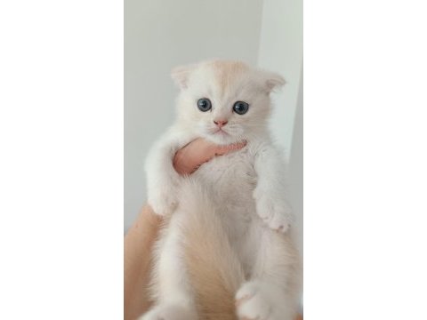 Bal suratlı kedilerim teslime hazır
