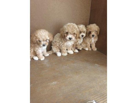 Anne altından maltipoo bebekler