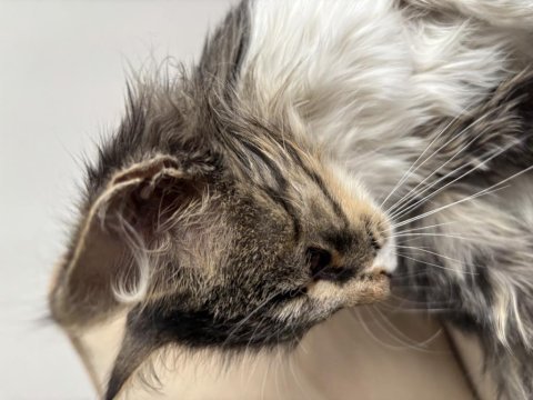 Ücretsiz yavru maine coon 3 aylik