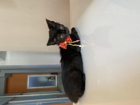 Bombay yavru kedi sahiplendirne