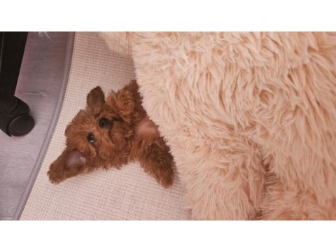Teacup boy poodle