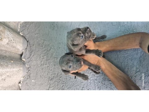 Cane corso yavru