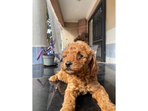 Poodle yavru