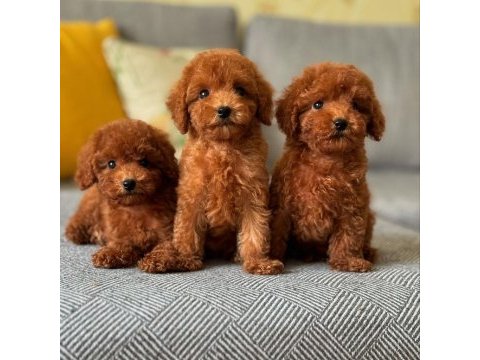 Koyu renk toy poodle yavruları