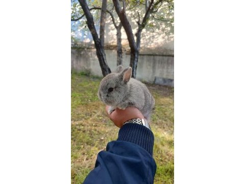 Cüce bebekler için arayınız