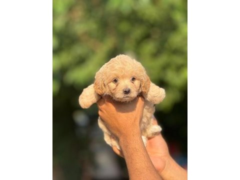 Aşılı çiş eğitimli maltipoo bebekler 
