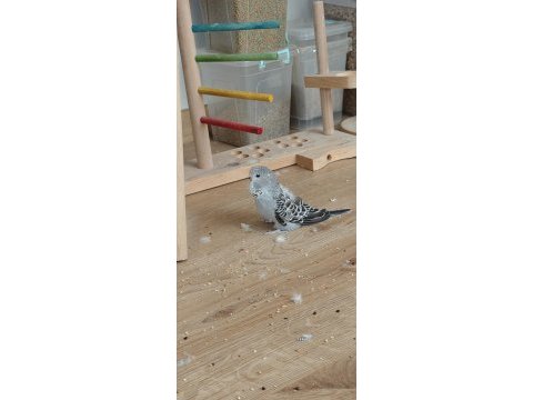 Show jumbo muhabbet kuşu yavrular sahiplendirme