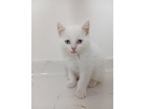 British shorthair yavruları