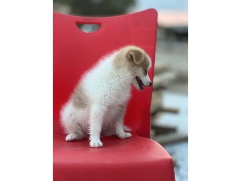 Pomeranian spitz eğitimli aşıları tam acil