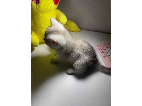 Safkan british shorthair dişi yavru