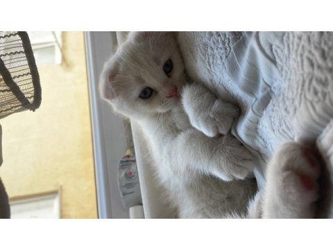 1.5 aylık erkek scottish fold