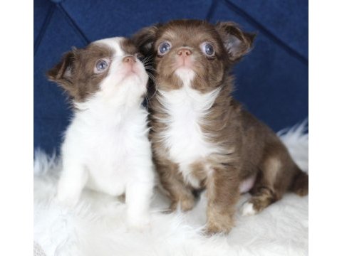 Orijinal teacup chihuahua yavrularımız