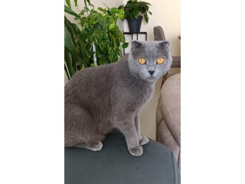 Scottish fold 1,5 yaşında