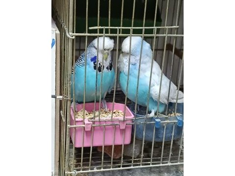Show jumbo muhabbet kuşu