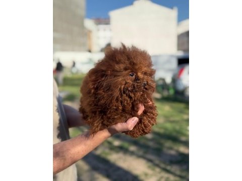 Kore yavrusu a kalite teacup toy poodle red brown yavrular