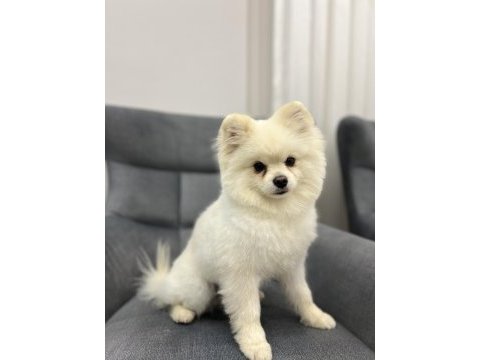 Oyuncul erkek pomeranian