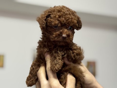 Wc eğitimli aşılı pasaportlu toy poodle yavrular