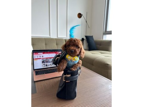 Hiçbir yerde göremeyeceğiniz toy poodle bebekler