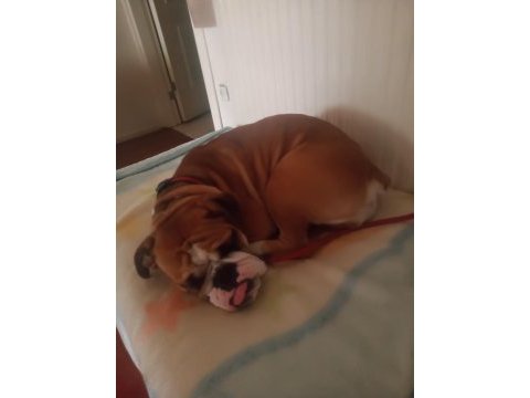 18 aylık ingiliz bulldog