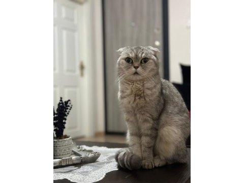 Ücretsiz ev kedisi