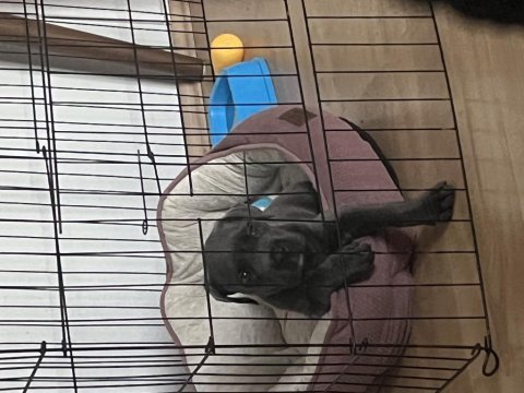 Cane corso kızımıza yeni yuva arıyoruz
