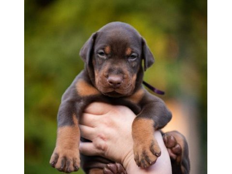 2 aylık safkan asil doberman yavrularım