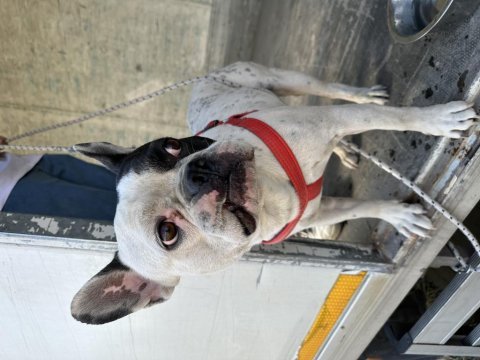 Korsan french bulldog