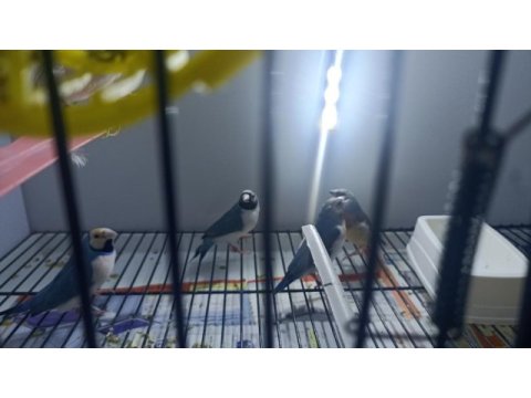 Mavi ve silver goldian finch takımlar