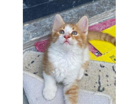 Birbirinden güzel bakımlı sarman kediler