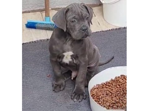 Acil sahiplendirilecek a şecereli cane corso yavrular