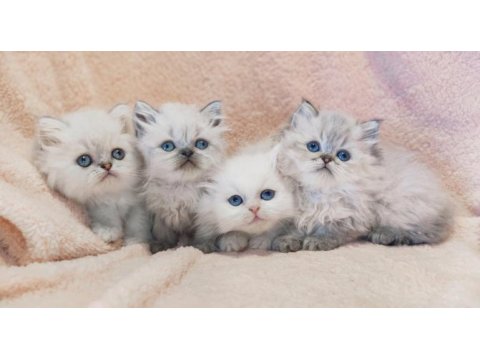 British longhair bayram şekerleri
