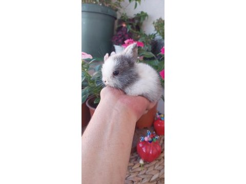 Cüce tavşan yavru