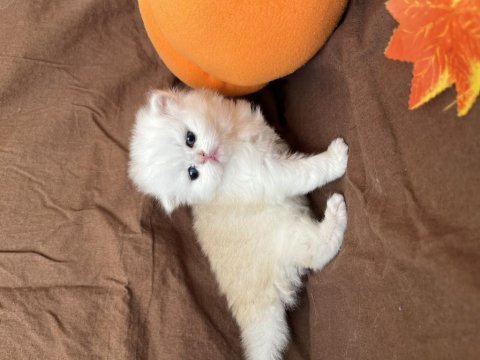 British longhair son yavrular