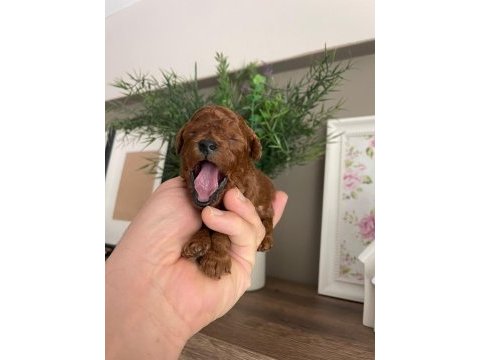 Toy poodle