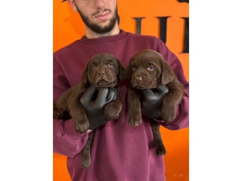 Ruhsatlı çiftlikten a kan labrador yavruları