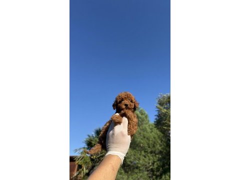 Wc eğitimli redbrown toy poodle yavrumuz