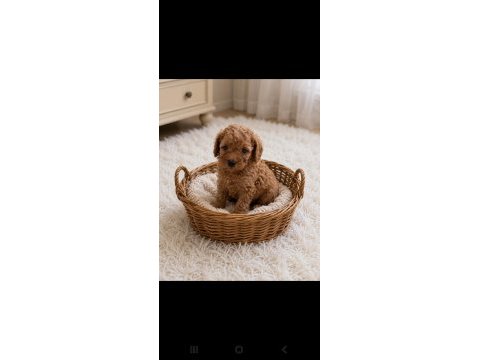 Küçük poodle yakışıklılar