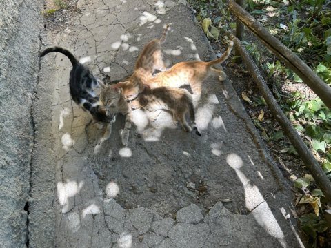 2 aylık kedilere yuva