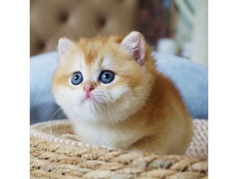 Şampiyon soydan gelen golden british shorthair 