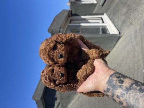 Red brown toy poodle yavrular