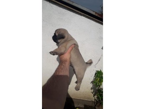 Basık surat pug bebekler