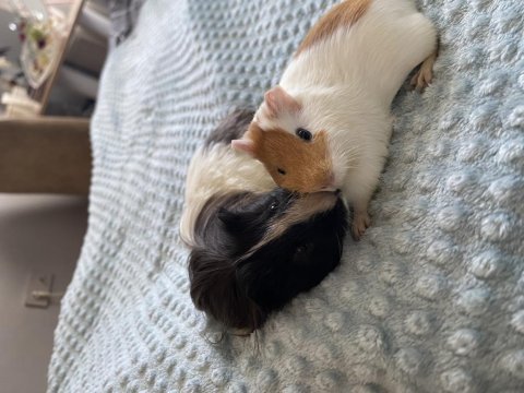 Ginepig dişi ve erkek