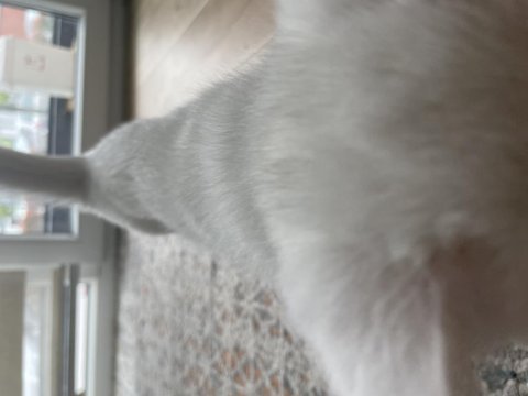2.5 aylık dişi british shorthair