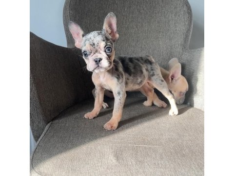 Exotic french bulldog renk yavrularım